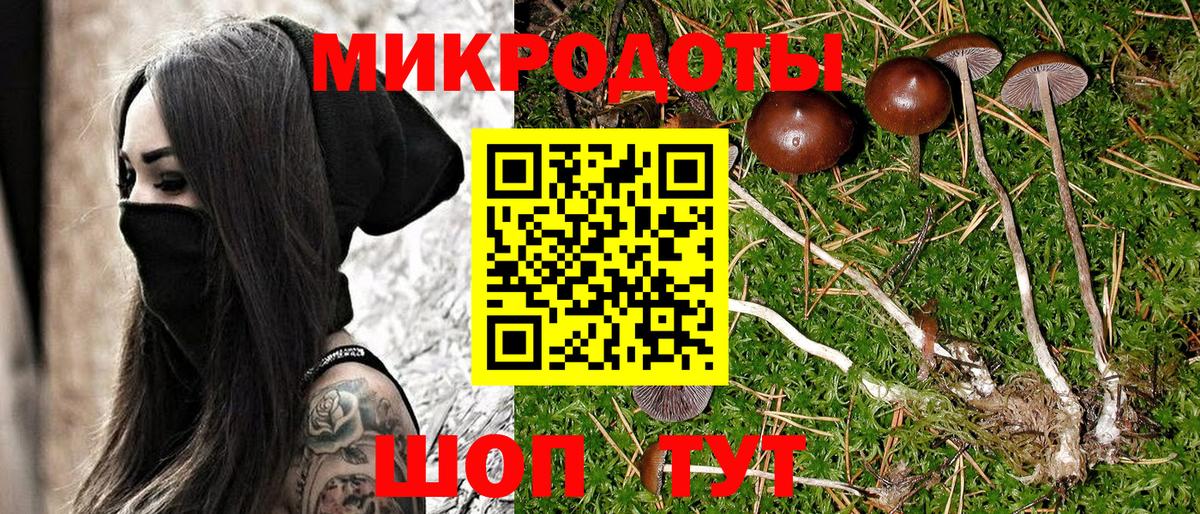 Псилоцибиновые грибы Psilocybe Копейск